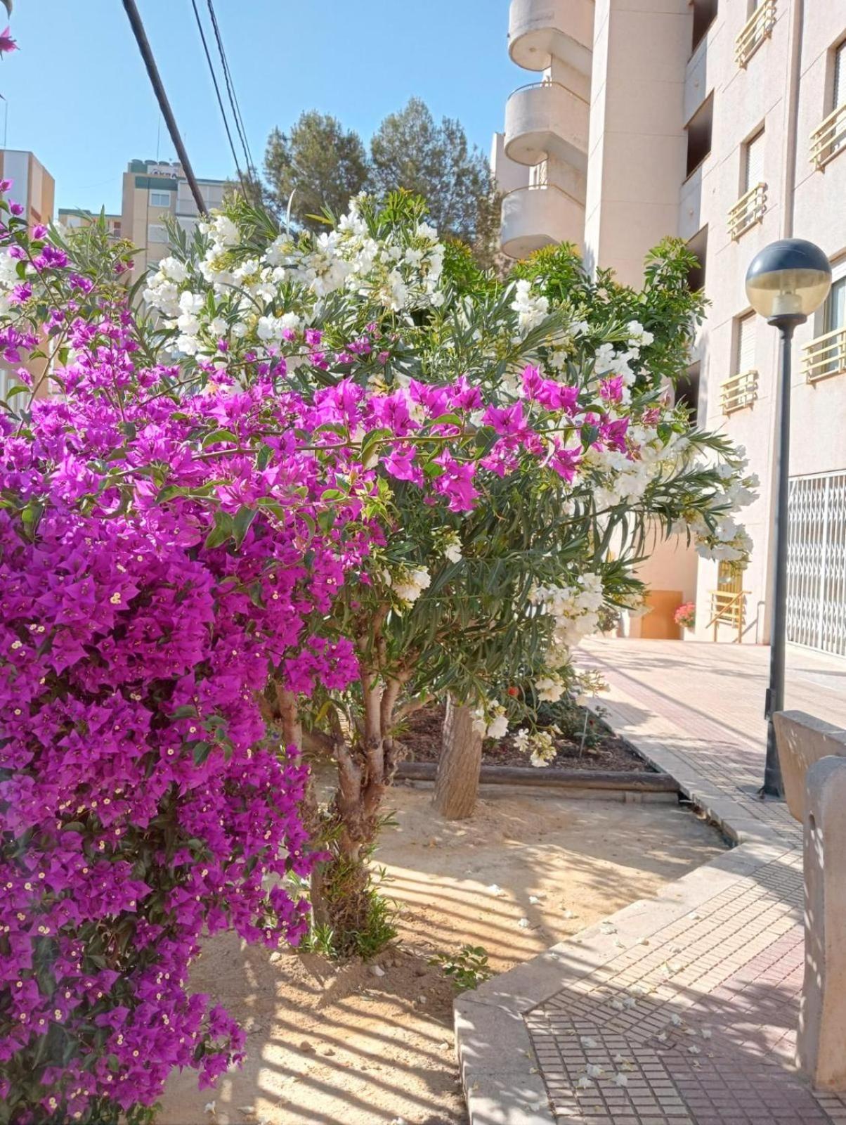 Apartamento Balcon Del Mar Alicante