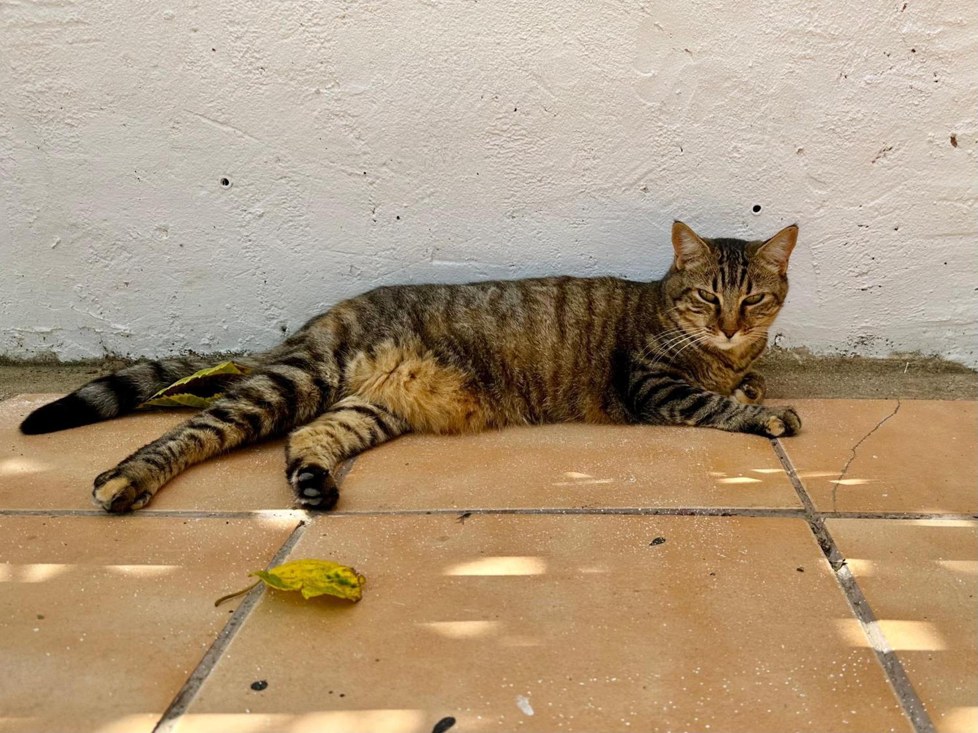 Estudio Adosado Acogedor Con Jardin, Barbacoa Y Parking Privado * Alicante