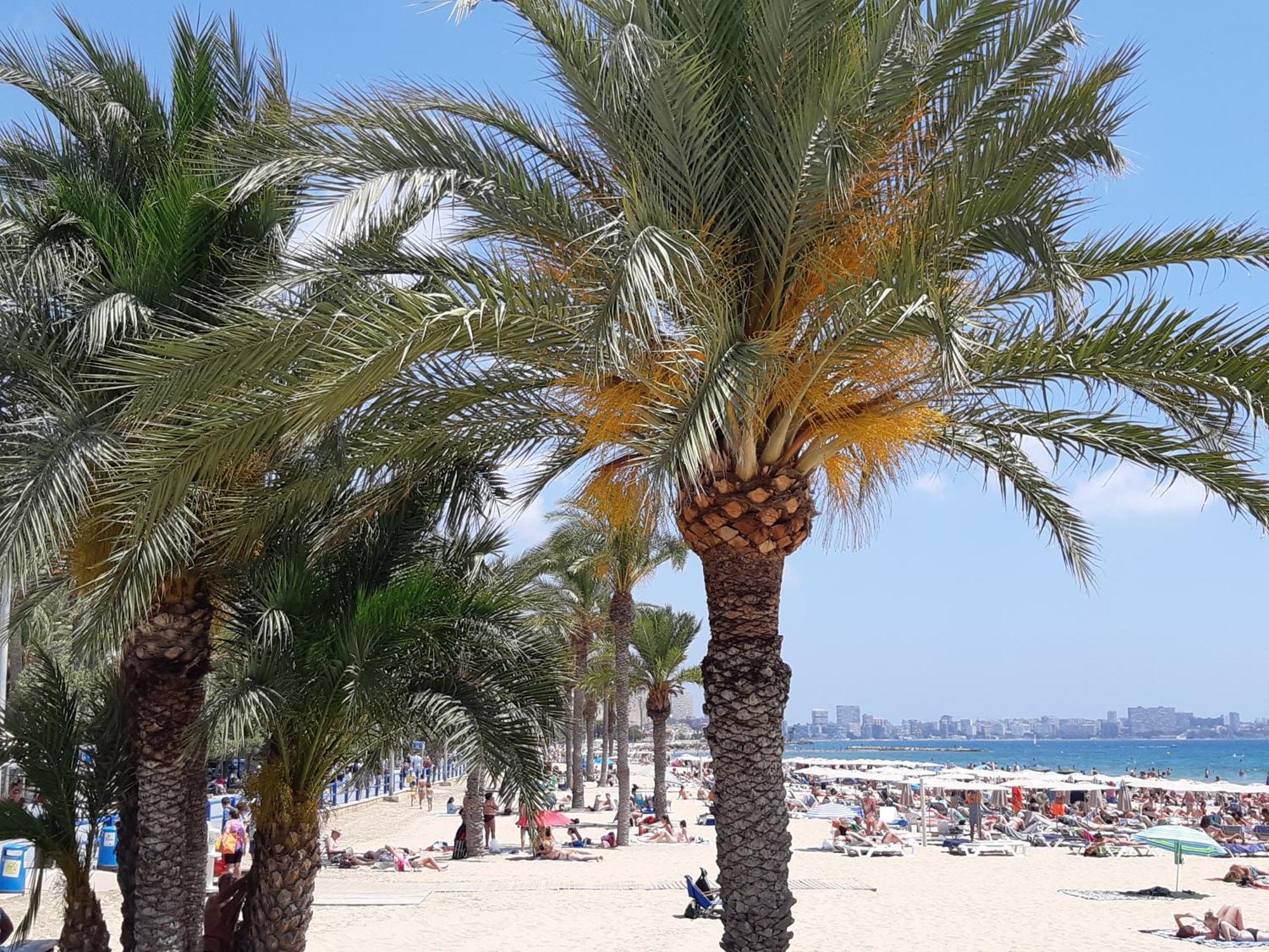 Wonderful In The Center By The Sea * Alicante