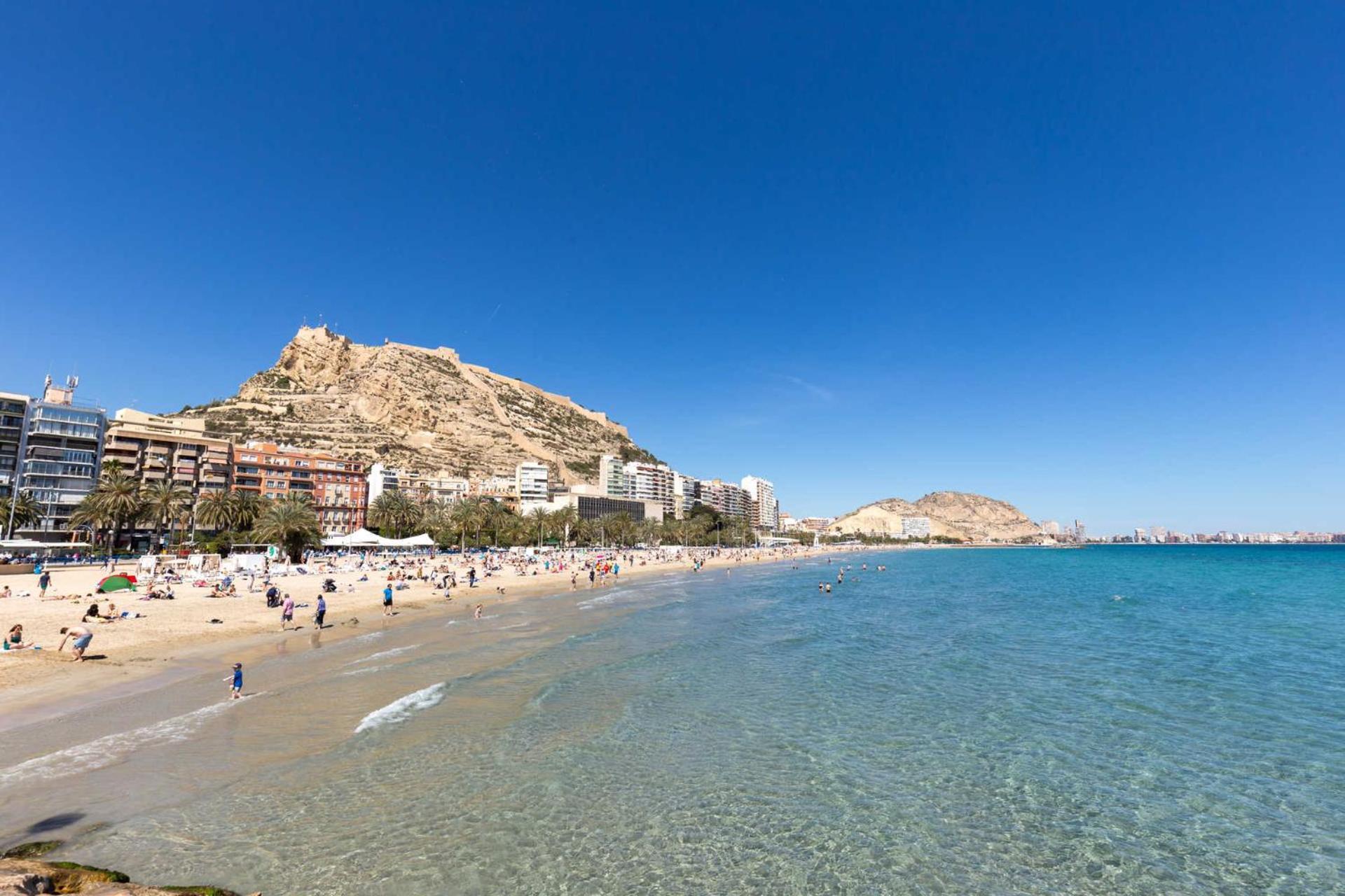 Paloma-habitacion Del Piso Alicante