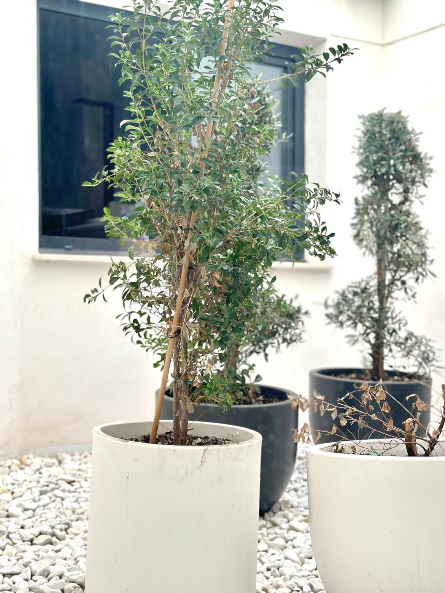 Guesthouset A-cero Living Alicante